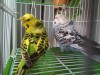 Budgerigar